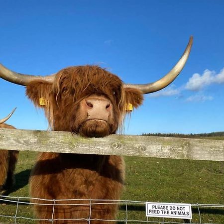 Glampods Glamping Pod - Meet Highland Cows And Sheep Elgin Villa Esterno foto