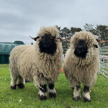 Glampods Glamping Pod - Meet Highland Cows And Sheep Elgin Villa Esterno foto