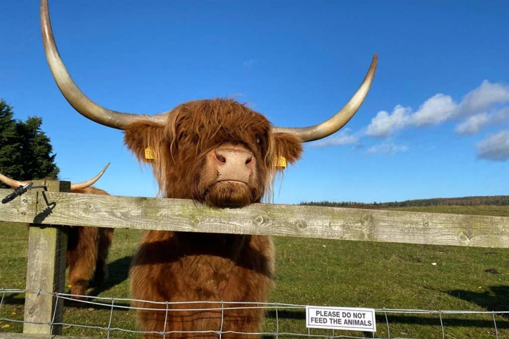 Glampods Glamping Pod - Meet Highland Cows And Sheep Elgin Villa Esterno foto