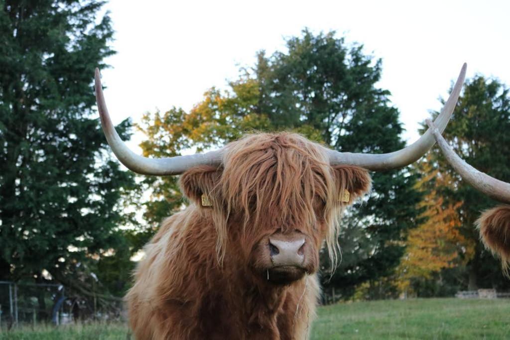 Glampods Glamping Pod - Meet Highland Cows And Sheep Elgin Villa Esterno foto